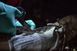 Ножницы Leatherman Raptor Rescue Black, utility чехол